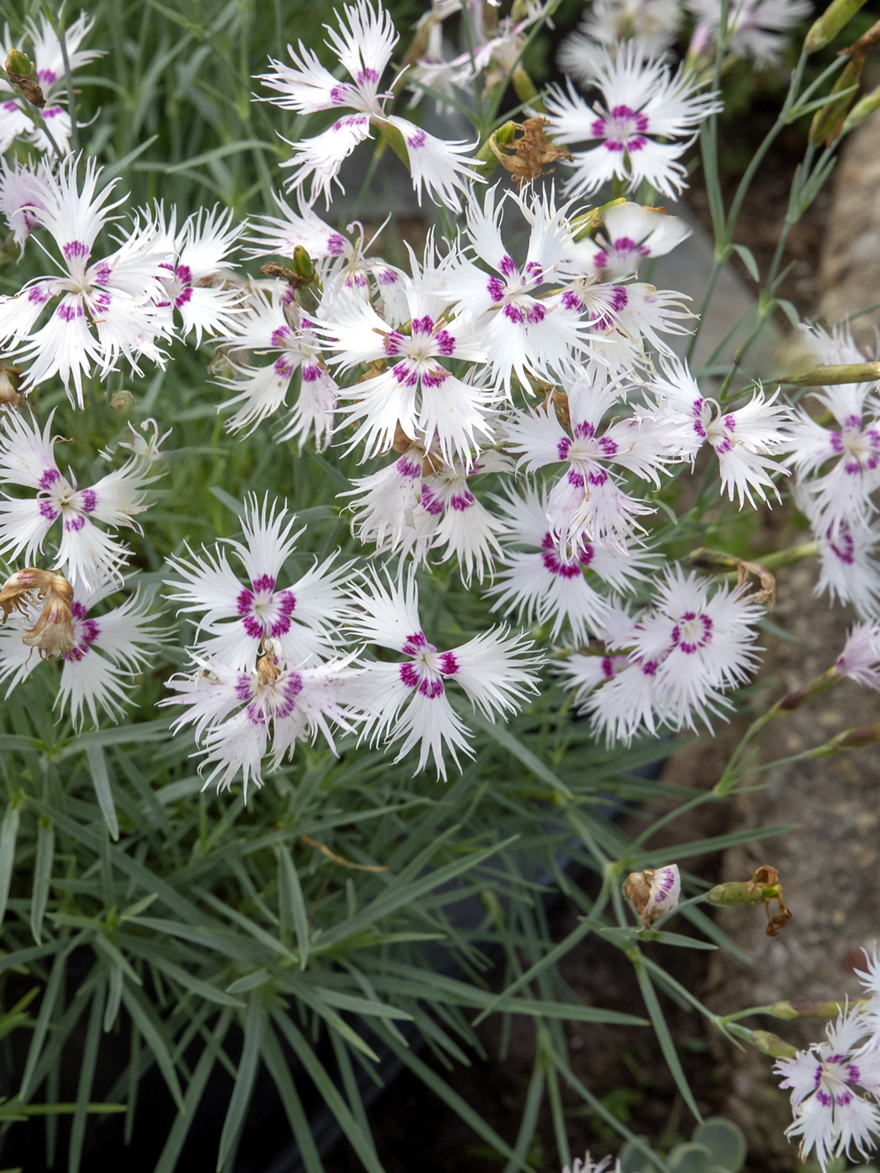 Dianthus spiculifolius 
The fragrant flowers are highly dissected.